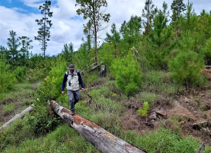 A surveyor walking along a fallen trunk through regenerating pine on a Honduran hillside