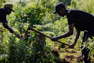 Two workers digging a planting pit on a steep, densely vegetated hillside