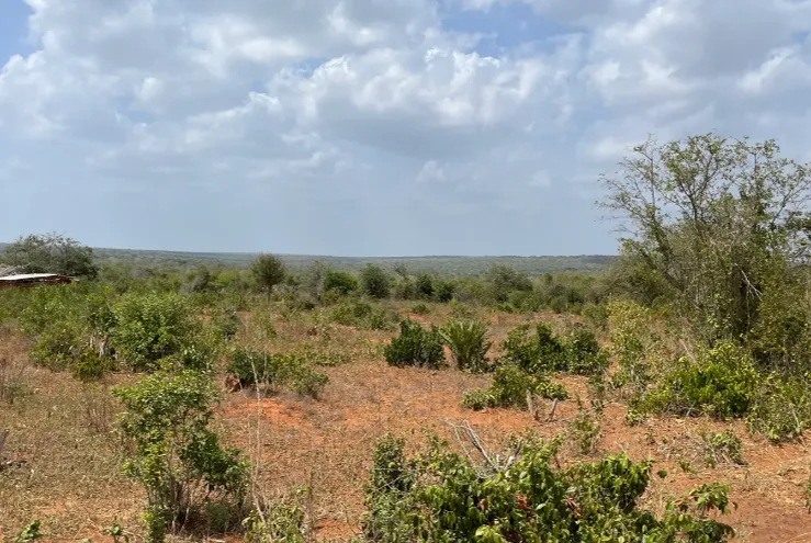 Open coastal scrubland with red earth and scattered low trees under a wide cloudy sky
