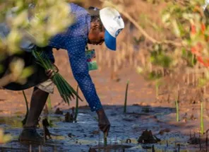 A planter bent over a tidal mudflat, pressing a mangrove propagule into the mud with a bundle of seedlings under one arm
