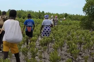A line of planters carrying seedling sacks walking away through a young mangrove plantation