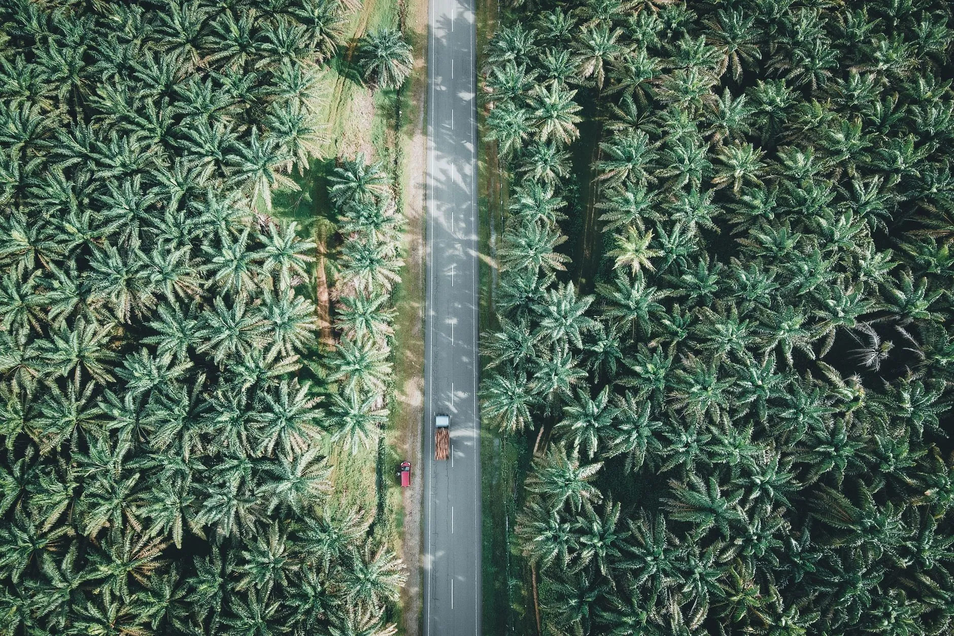 MP Evans CEO on Halving Carbon Emissions While Growing Sustainable Palm Oil
