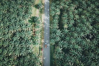MP Evans CEO on Halving Carbon Emissions While Growing Sustainable Palm Oil