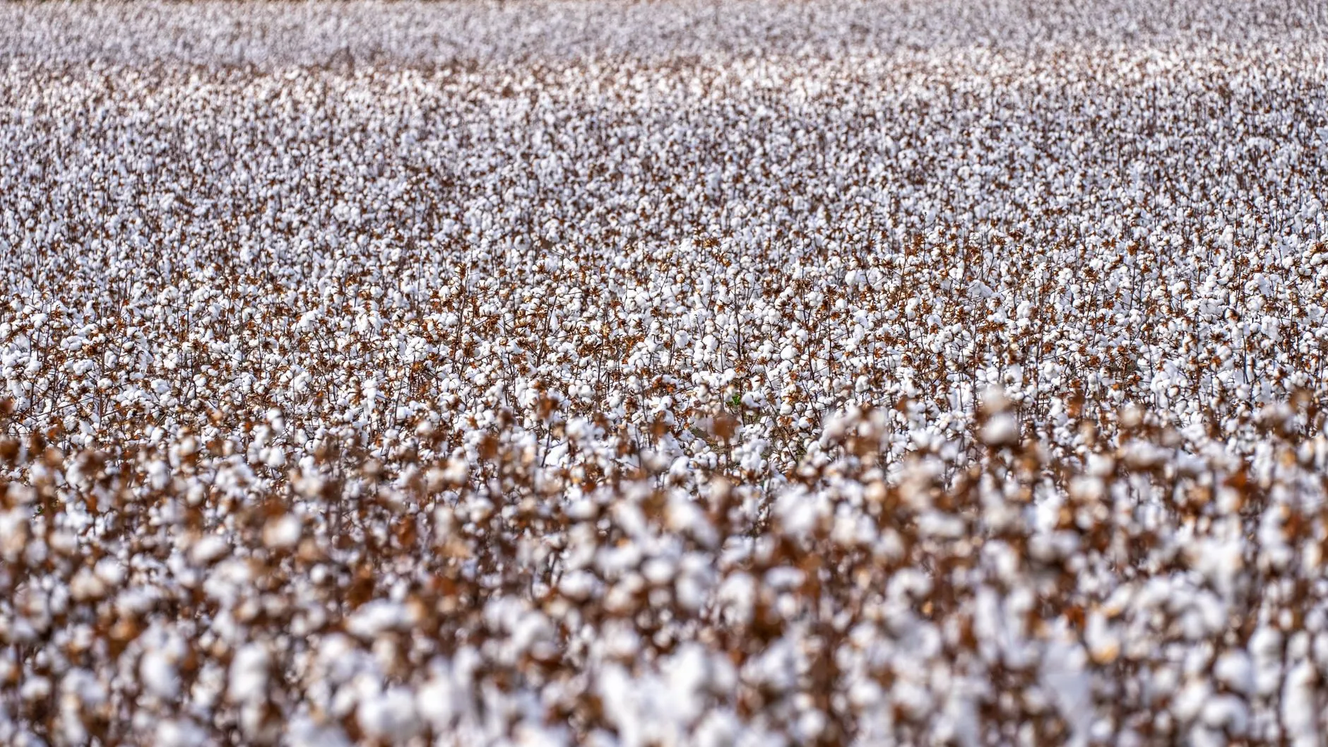 Majority of BCI cotton growers slash chemical use and carbon footprint