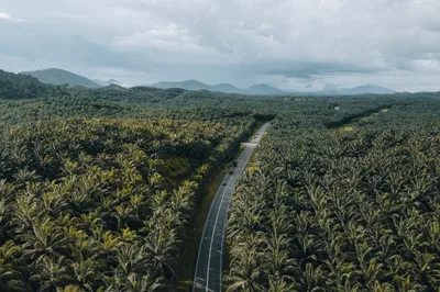 Sustainable Palm Oil & Agriculture: Progress and Impact