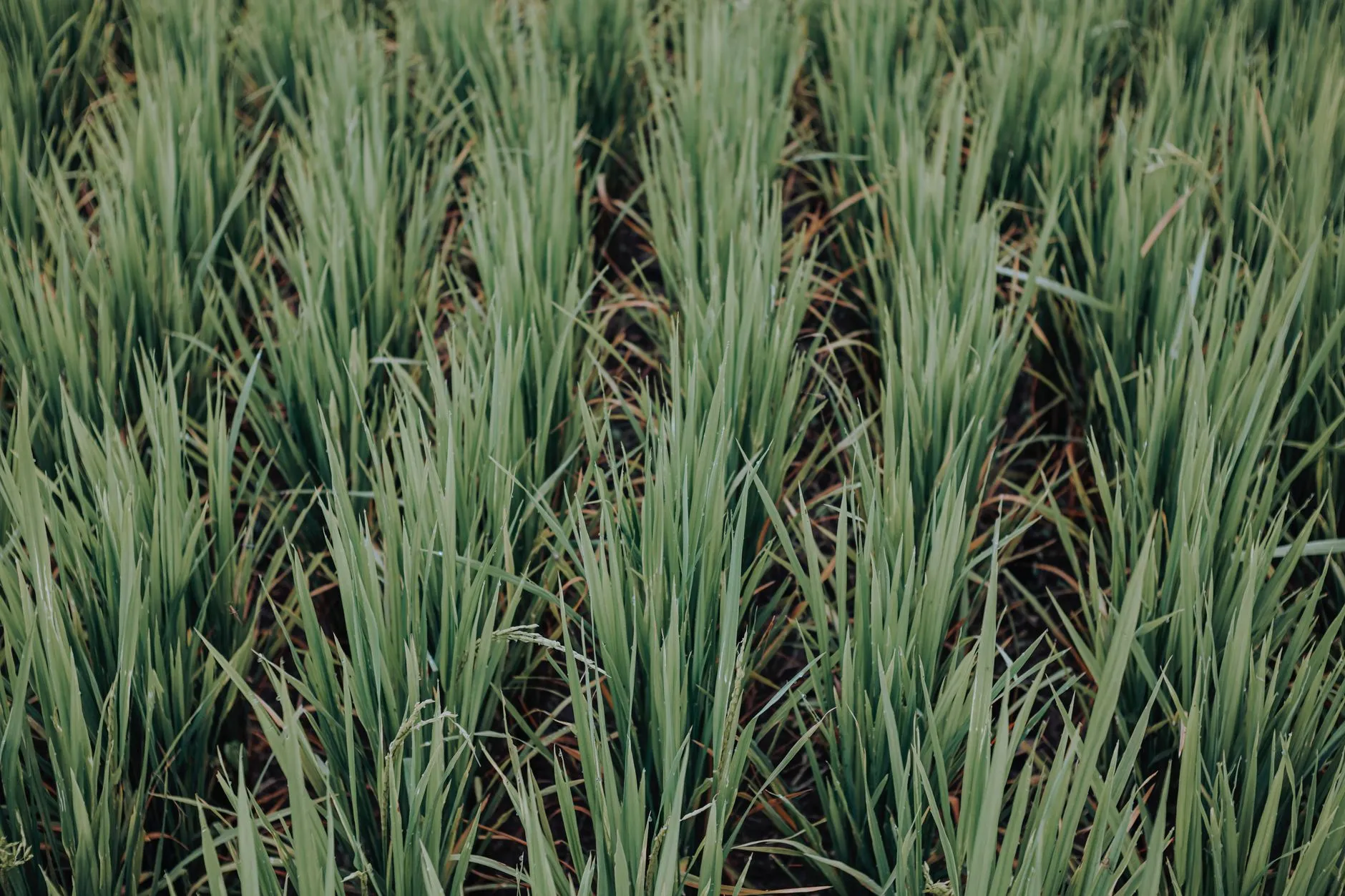 Unlocking the Organic Market: A Plan for Stronger Farms