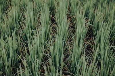 Unlocking the Organic Market: A Plan for Stronger Farms