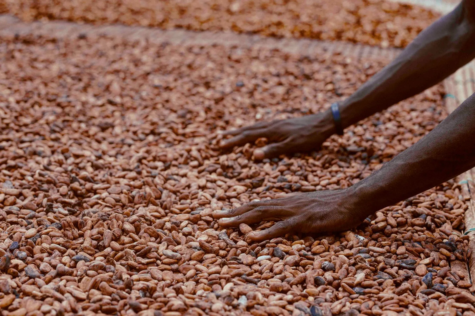 EU Deforestation Law Impacts Ghana's Cocoa Farmers