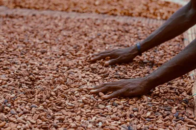 EU Deforestation Law Impacts Ghana's Cocoa Farmers