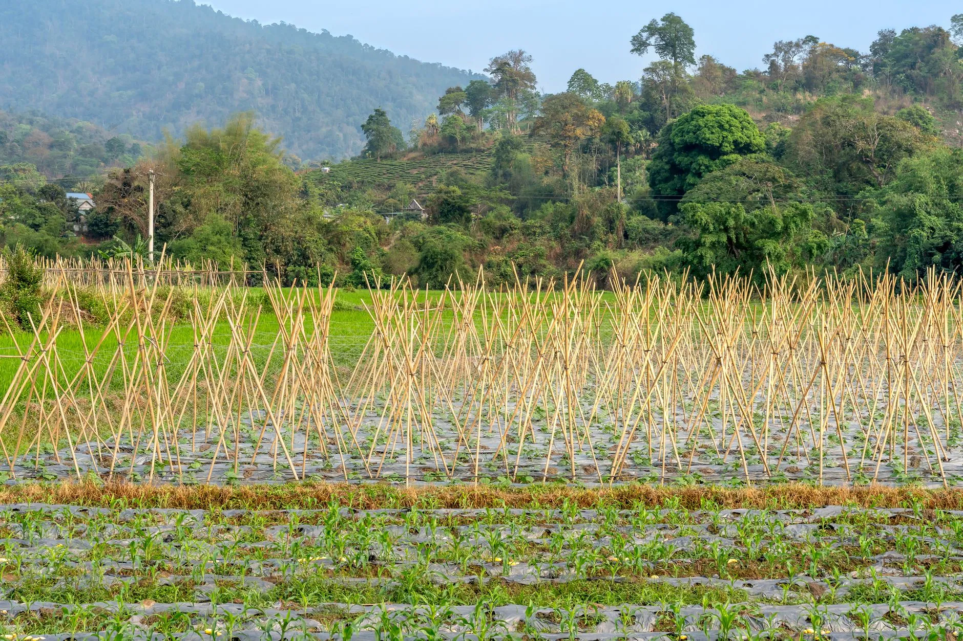BKP and USSEC Partner for Sustainable Soy Sourcing