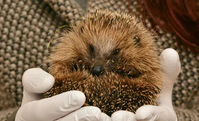 West Midlands wildlife charities awarded £2.2 million for habitat restoration