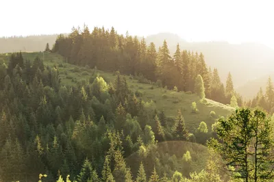 Scientists and industry clash over GHG Protocol forest carbon rules