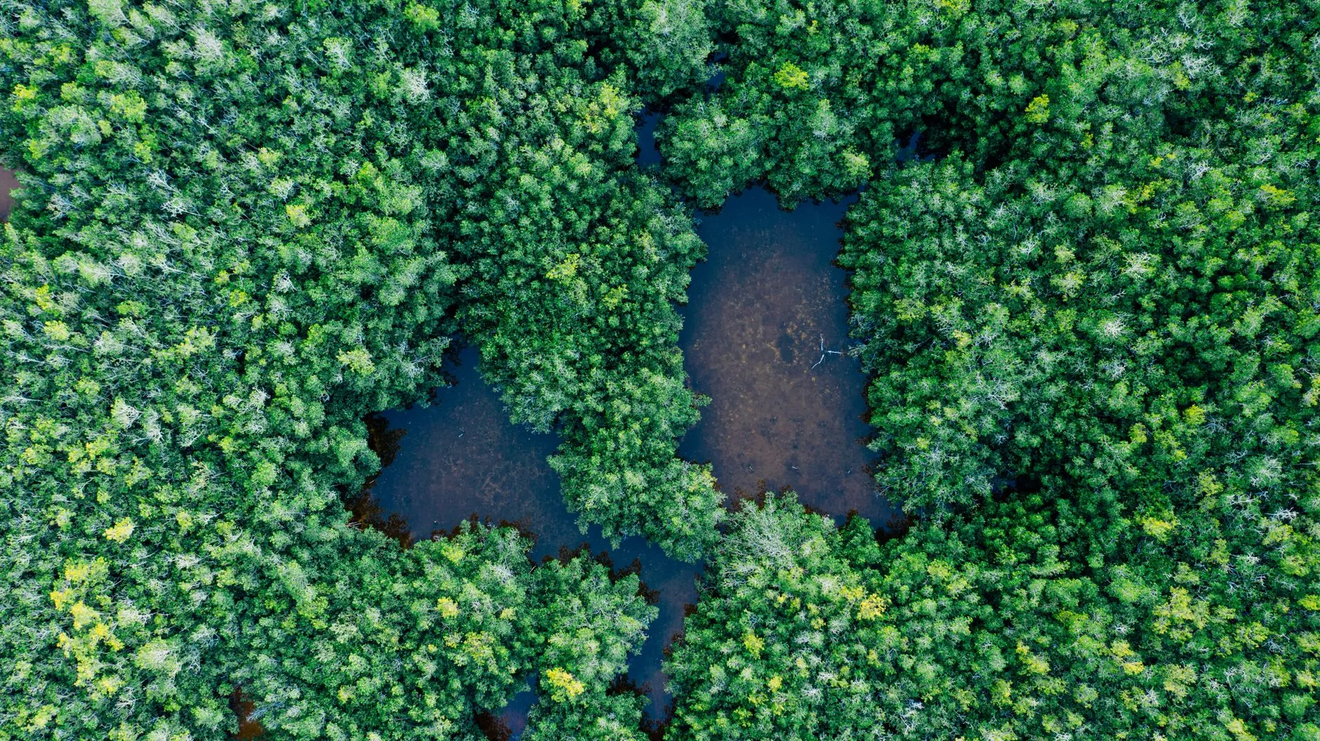 COP17 Biodiversity Talks: Progress and Challenges