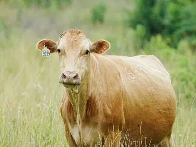 Ireland's Sustainable Beef and Lamb Initiative Targets Asia