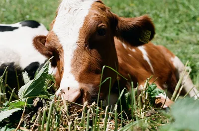 Barry Callebaut partners with Arla Foods to reduce climate emissions