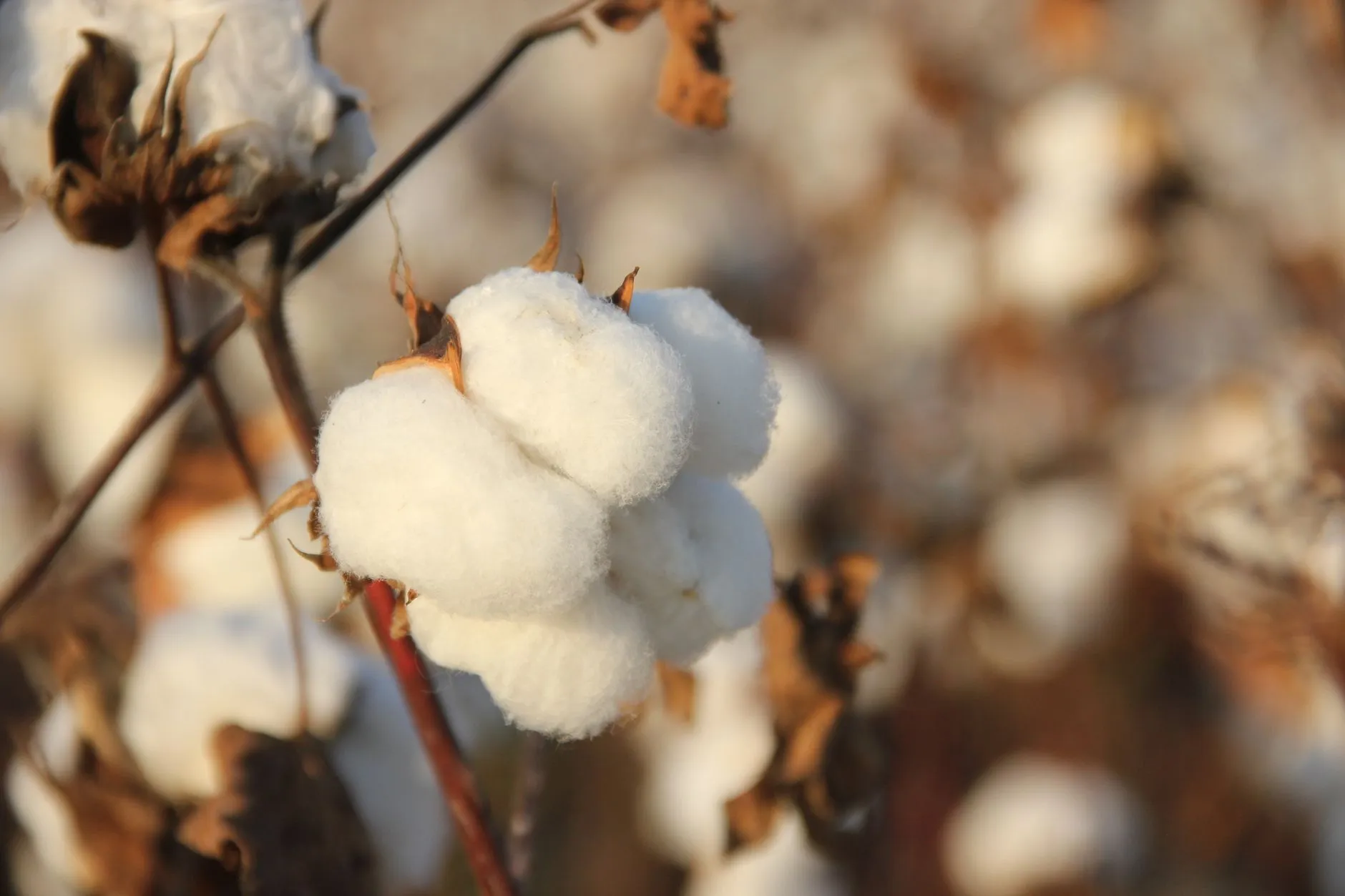 Better Cotton's First Impact Report in Five Years