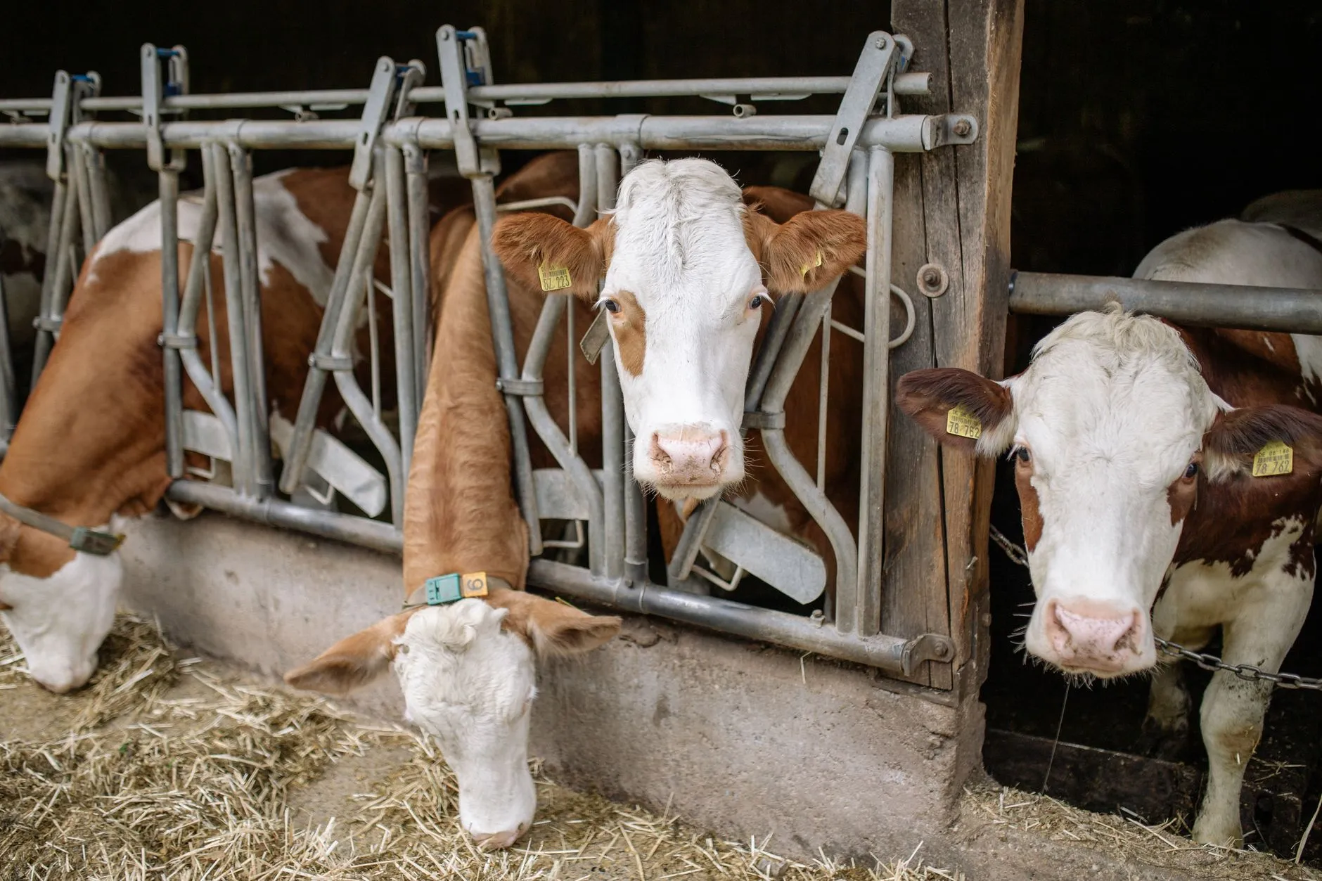 How Breedr Is Forming Sustainable Agricultural Supply Chains