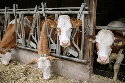 How Breedr Is Forming Sustainable Agricultural Supply Chains