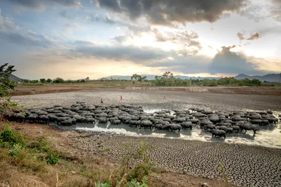 Government offers £65m support to drought-hit farmers