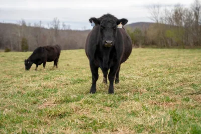 ZELP launches device to measure cattle methane emissions