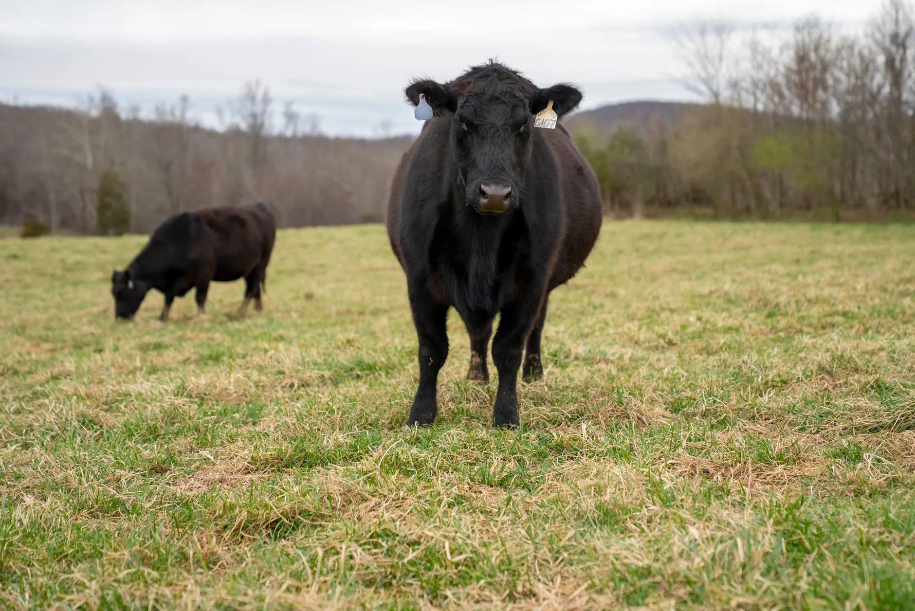 ZELP launches device to measure cattle methane emissions