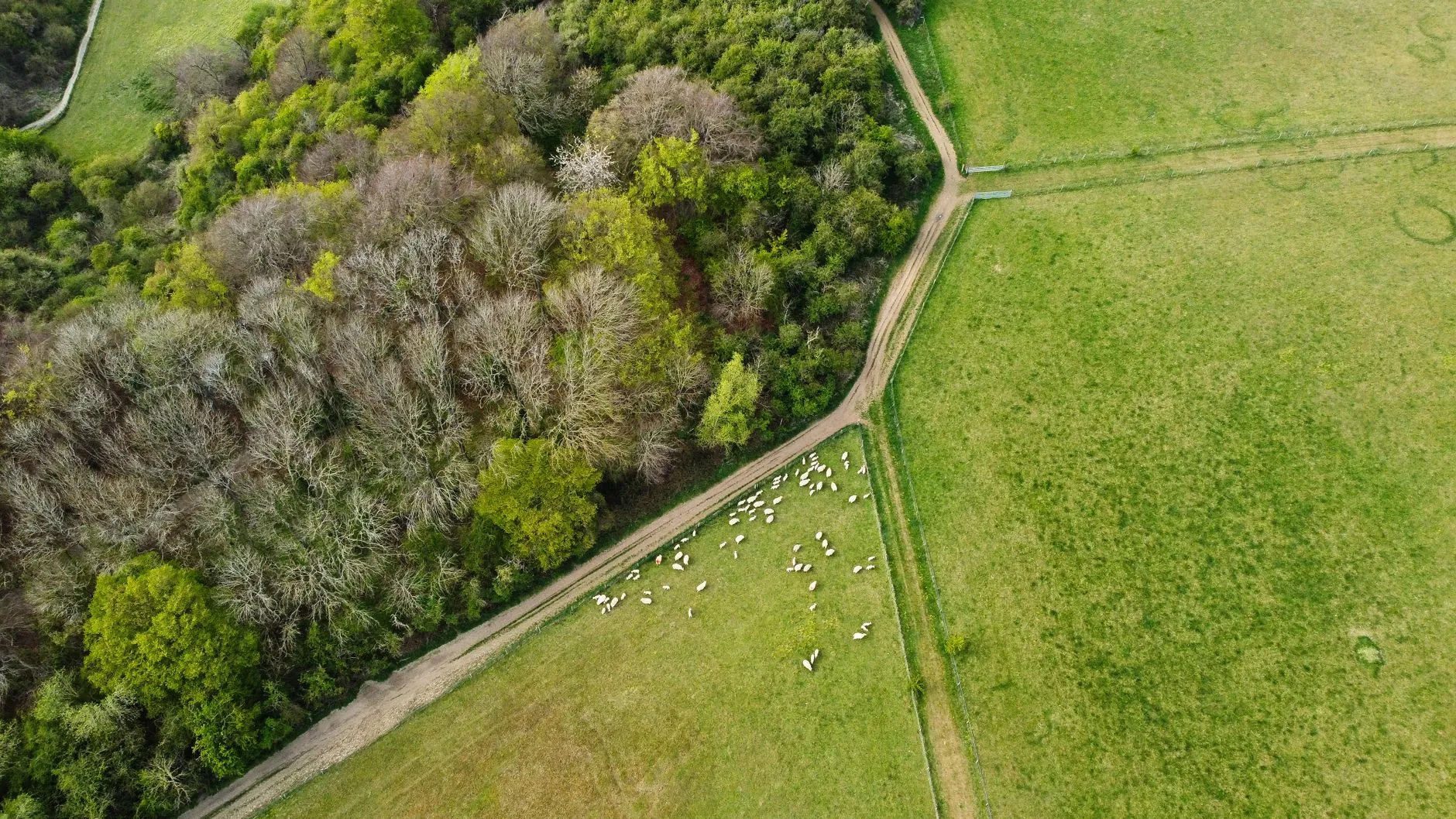 Drone shot capturing sheep grazing near Sharpenhoe woods in rural England.