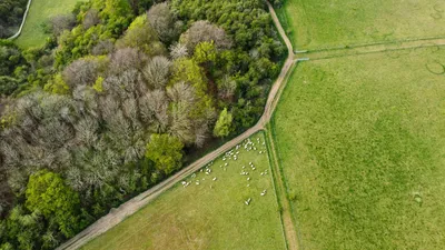 Drone shot capturing sheep grazing near Sharpenhoe woods in rural England.