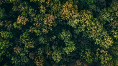Wood Mackenzie highlights the importance of valuing natural carbon sinks