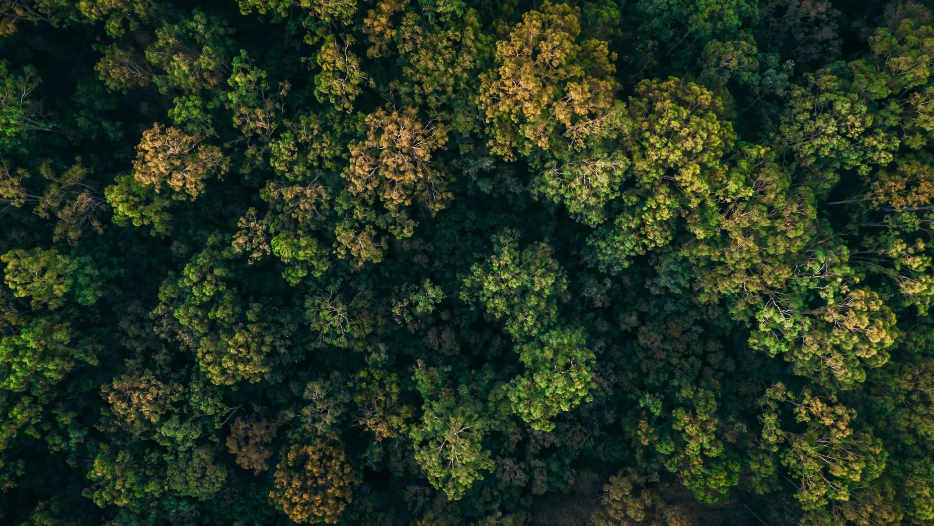 Wood Mackenzie highlights the importance of valuing natural carbon sinks