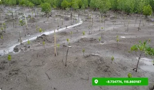 Young mangrove saplings planted in rows across a tidal flat, seen from the shoreline