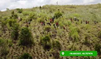 Aerial view of a planting team spread out in a line across a grassy hillside dotted with young trees