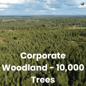 SBS_Nature Corporate Woodland - 10,000 Trees
