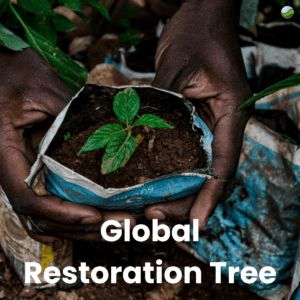 Global Reforestation Tree