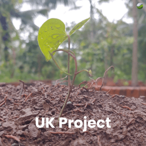 SBS_Nature_Single UK Tree